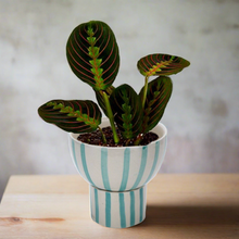 Load image into Gallery viewer, Green Striped Planter Pot ( 2 piece )
