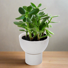 Load image into Gallery viewer, Off White Planter Pot ( 2 piece )
