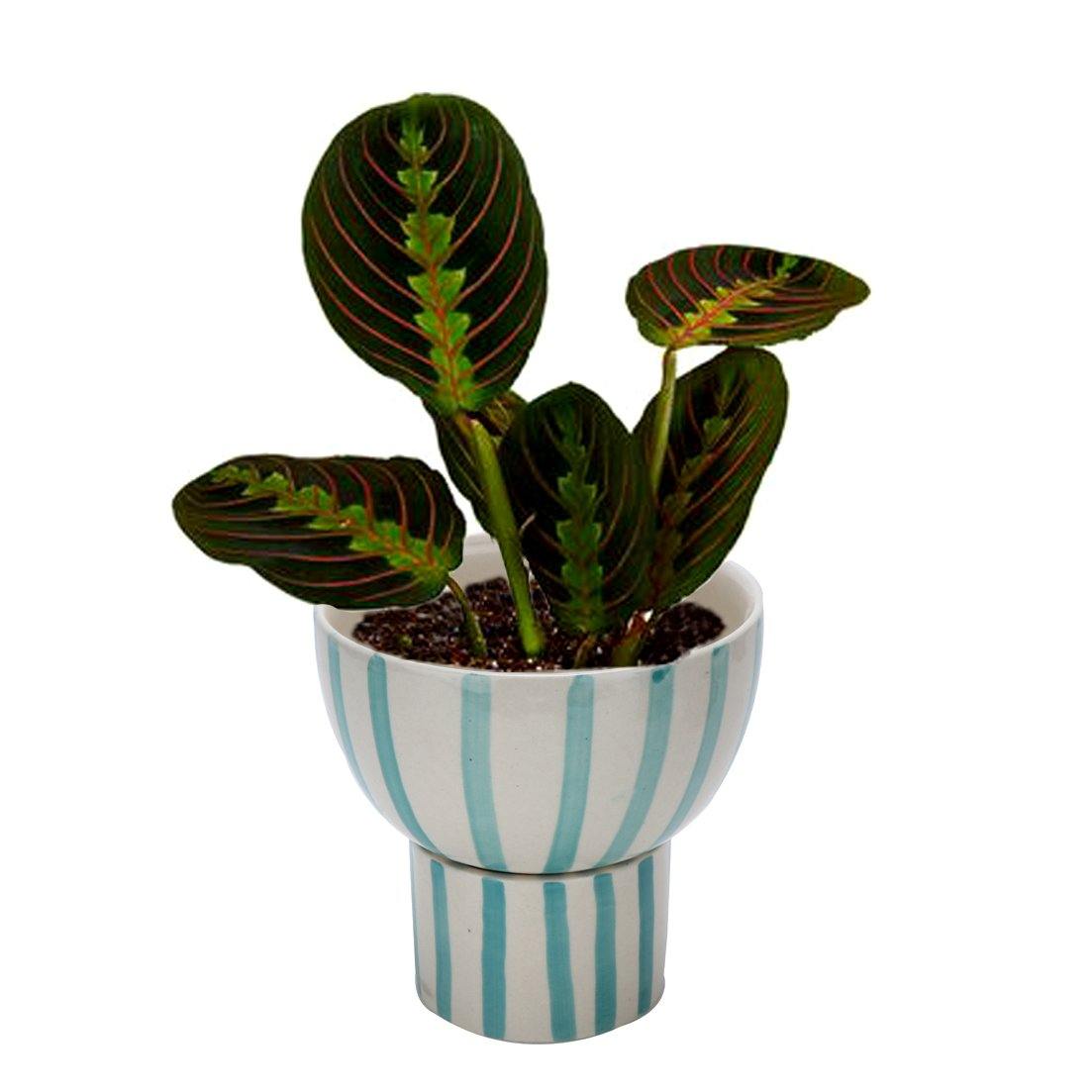Green Striped Planter Pot ( 2 piece ) - Perilla Home
