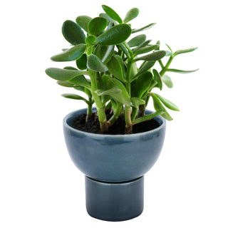 Blue Ceramic Planter 