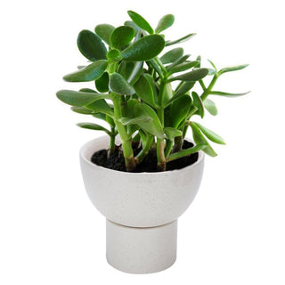 Off White Planter Pot ( 2 piece ) - Perilla Home
