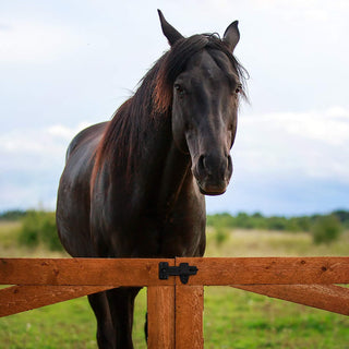 Iron Gate Latch for Closets set of 2