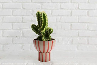 Red striped planter round ( 2 piece ) - Perilla Home
